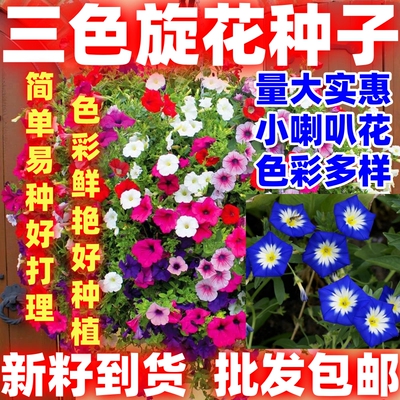 三色旋花种子彩旋花朝颜庭院花籽匍匐垂吊阳台盆栽简单易种花期长