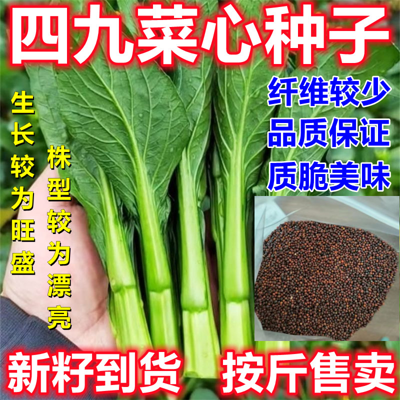 四九菜心种子阳台田园庭院农家蔬菜种籽菜苔蔬菜论斤销售