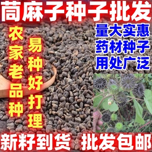 野生苘麻子用处广泛中药材苘麻子简单苘麻籽青麻子茼麻子毛毛果粉