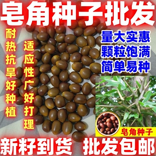 新采皂角种子大皂角中皂角刺树苗种子篱笆围栏皂荚皂角小皂角好种