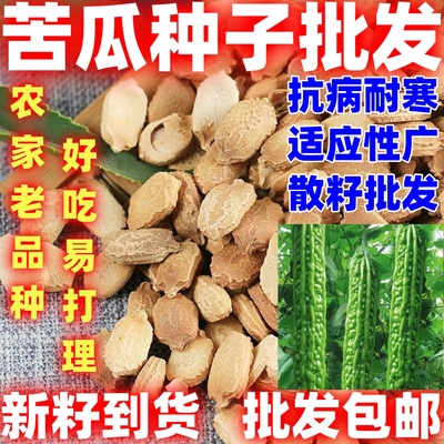苦瓜种子批发农家老品种翠绿疙瘩绿白苦瓜种籽四季播庭院蔬菜种孑