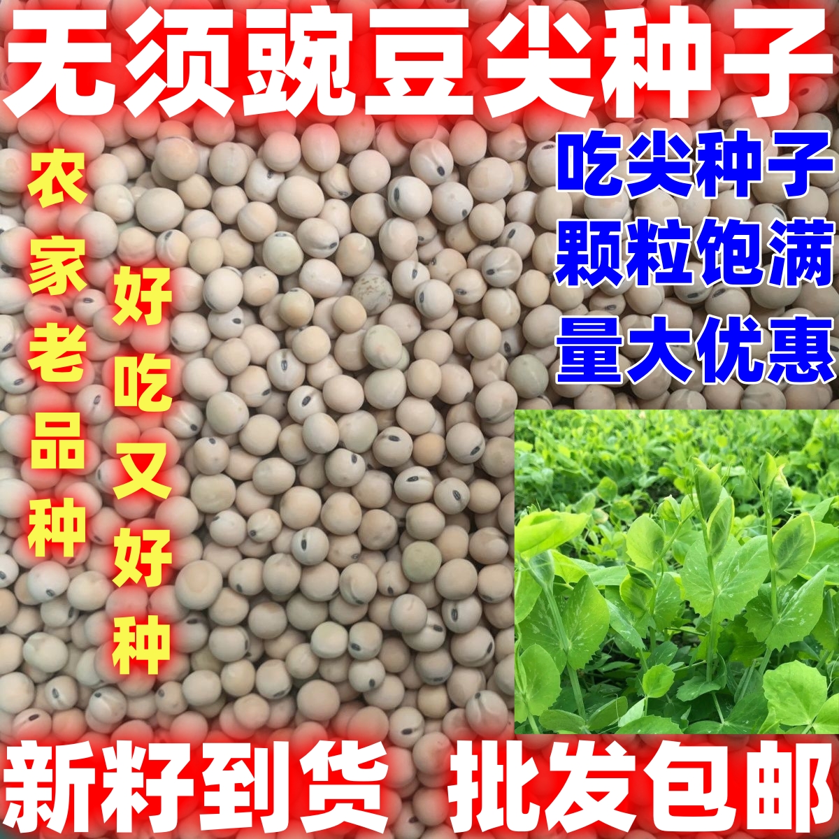 无须豌豆苗种籽土培芽苗菜种子四季蔬菜孑青豌豆苗种吃尖碗豆种子