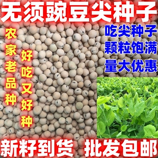 无须豌豆苗种籽土培芽苗菜种子四季蔬菜孑青豌豆苗种吃尖碗豆种子