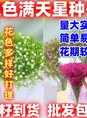 混色满天星花种子四季开花草籽简单易种易爆盆阳台庭院盆栽花卉种