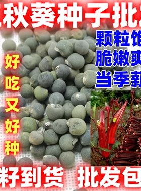 红秋葵四季蔬菜仔菜红色种籽孑四季可播秋癸春季阳台蔬莱种子大全