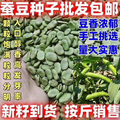 青皮蚕豆种子论斤销售粒粒分明新籽罗汉豆蔬菜种籽兰花豆种
