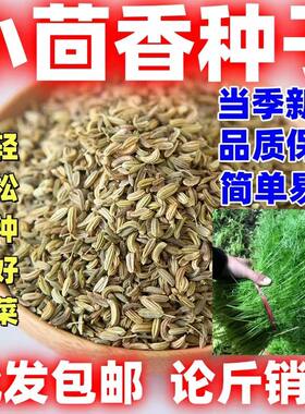 割茬小茴香种子当季新种可四季播种蔬菜种子易种活盆栽田园庭院种