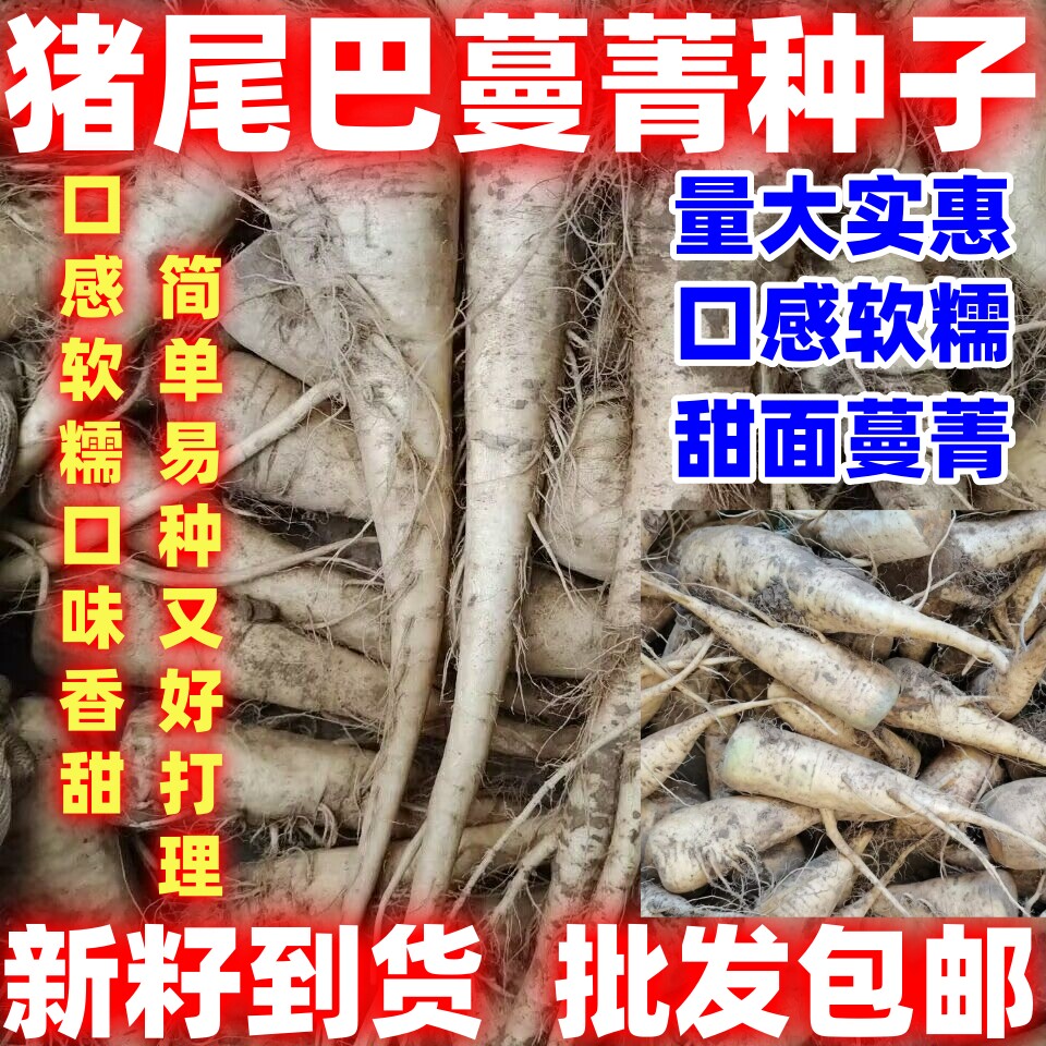 猪尾巴蔓菁种子简单易种根茎蔬菜甜面人参蔓菁四季播蔬菜种子