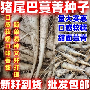 猪尾巴蔓菁种子简单易种根茎蔬菜甜面人参蔓菁四季播蔬菜种子