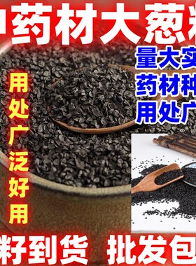 中药材葱籽大葱熏牙虫用处广泛葱子大葱葱子中药材大葱籽颗粒饱满