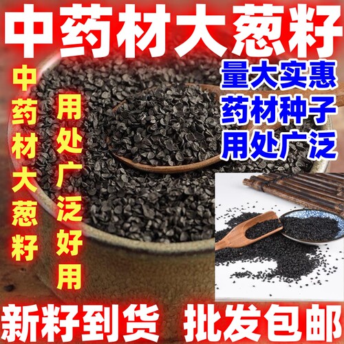 中药材葱籽大葱熏牙虫用处广泛葱子大葱葱子中药材大葱籽颗粒饱满