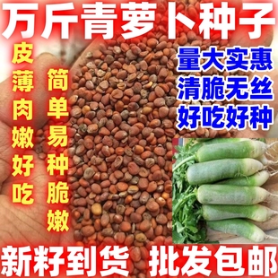 万斤青萝卜种子露头青萝卜种子大青萝卜籽简单易种四季播蔬菜种子