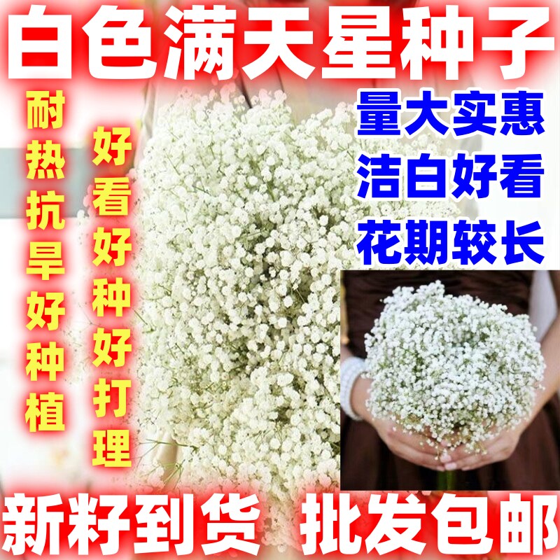 白色满天星花种子重瓣四季种易活花卉室内外阳台盆栽满天星花草图片