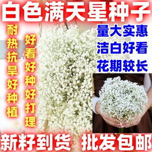 白色满天星花种子重瓣四季种易活花卉室内外阳台盆栽满天星花草