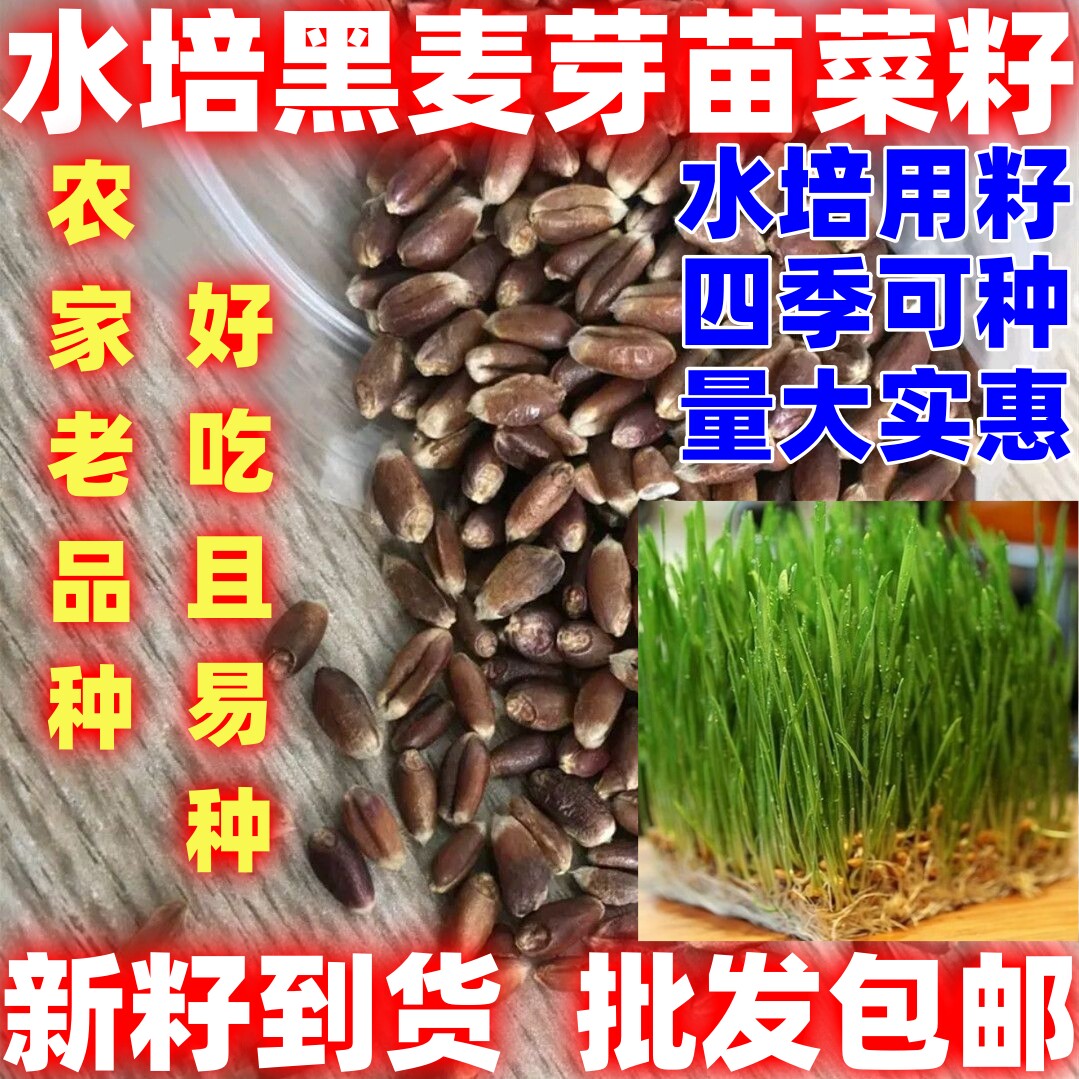 水培黑麦芽苗菜种籽可以榨汁水培味道鲜美论斤水培黑麦芽苗菜种子