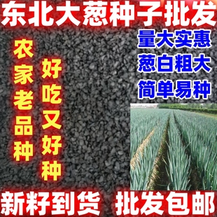 新籽东北大葱种子一年四季可种好种耐寒种籽当季农家蔬菜葱种子