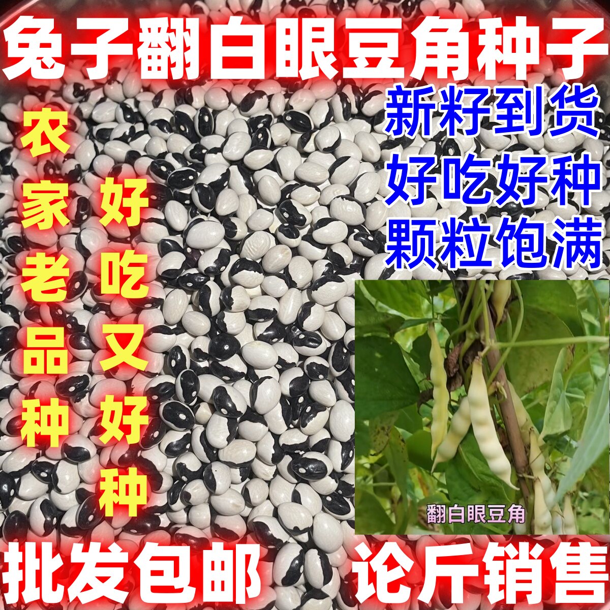 兔子翻白眼豆角种子田园庭院油豆角籽鼓豆面豆开锅烂种子无筋饱满