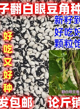 兔子翻白眼豆角种子田园庭院油豆角籽鼓豆面豆开锅烂种子无筋饱满