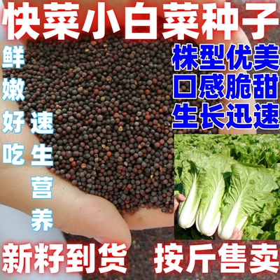 奶油快菜种子阳台田园快菜菜籽大全白菜种子四季快菜小白菜籽