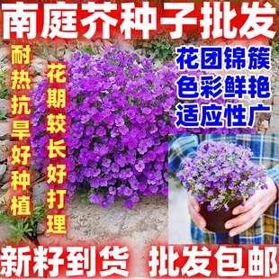 南庭芥种子耐寒花卉矮生花种子易活四季开花石头缝蓝庭芥花籽易种