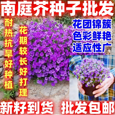 南庭芥种子耐寒花卉矮生花种子易活四季开花石头缝蓝庭芥花籽易种