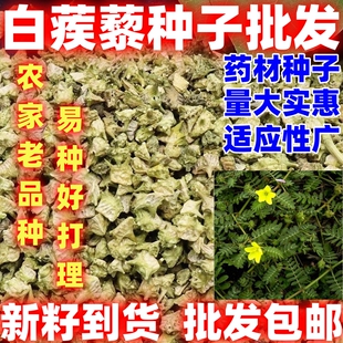 白蒺藜种子药材白蒺藜种籽中药材种子散装用处广泛论斤卖庭院种植