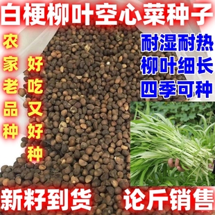 白梗柳叶空心菜种子四季种植白杆空心菜籽田园阳台种植柳叶空心菜