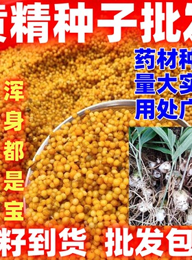 黄精种子药材种籽中药材黄精种籽简单易种论斤黄精种子黄精种籽
