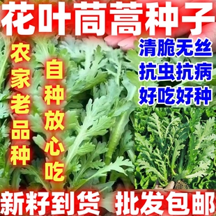 花叶茼蒿种籽多分叉田园简单易种可种植蔬菜种子花叶花叶茼蒿种子