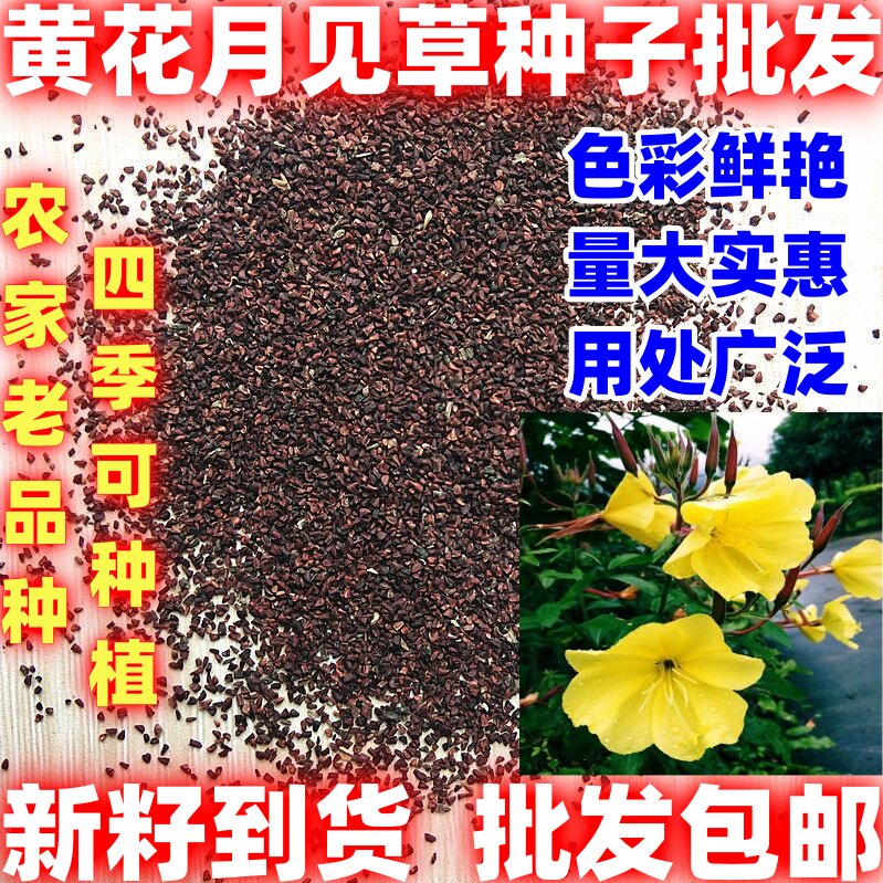黄花月见草种子春秋播种待霄草简单易种碱香味观赏盆栽夜来香种籽