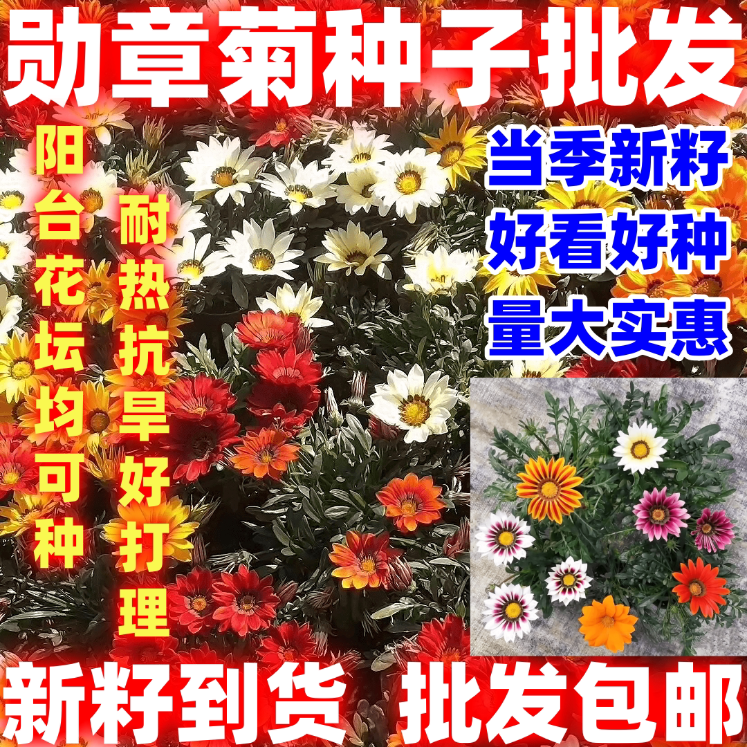 勋章菊种子四季种易活花种子多年生阳台庭院盆栽花种籽子好看好种图片