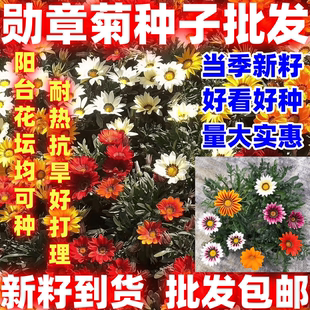 勋章菊种子四季种易活花种子多年生阳台庭院盆栽花种籽子好看好种