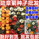 勋章菊种子四季 种易活花种子多年生阳台庭院盆栽花种籽子好看好种