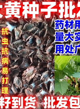 大黄种籽中药材种子论斤卖简单易种田园种植药材种子大黄种子