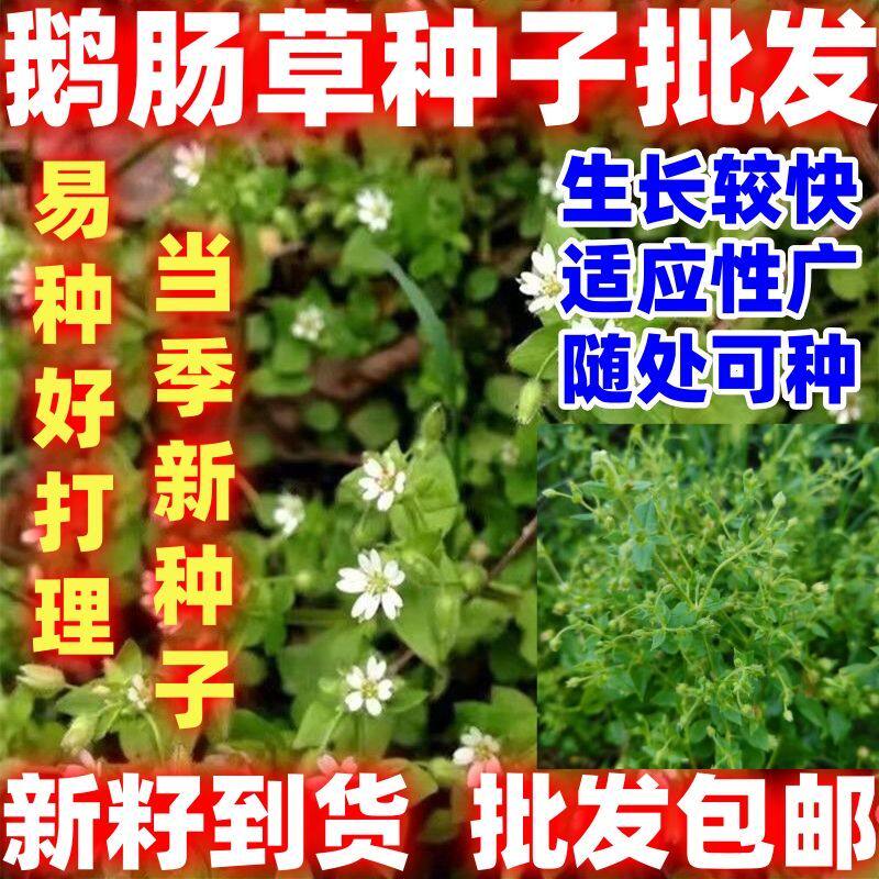 量大实惠当季新籽鹅肠草籽鹅肠草种子名繁缕种子绿肥植物防草种子