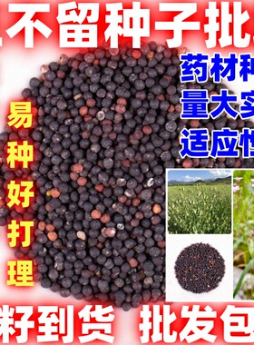 中药材种籽王不留种籽麦蓝菜种子散装简单易种论斤卖王不留种子