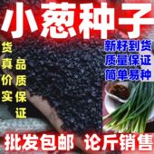 小葱种子四季 易种室内盆栽庭院阳台种籽按斤卖易活好种独根葱种子