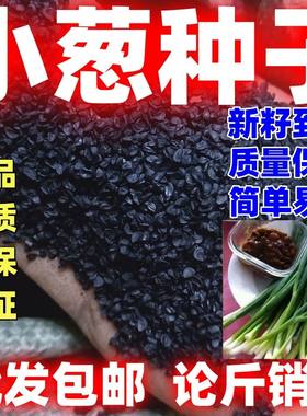 小葱种子四季易种室内盆栽庭院阳台种籽按斤卖易活好种独根葱种子