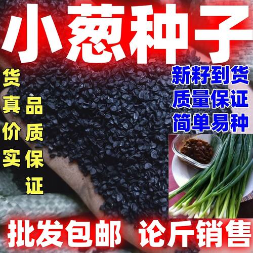 小葱种子四季易种室内盆栽庭院阳台种籽按斤卖易活好种独根葱种子