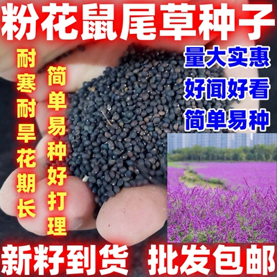 粉花鼠尾草红花种子粉萼花籽粉蝶花种籽子简单易种好种籽花种子