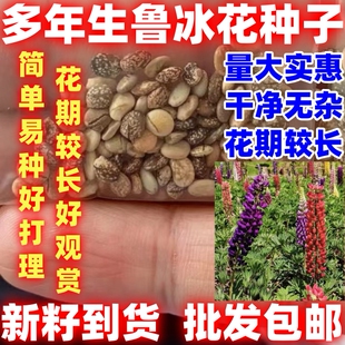 多年生鲁冰花种子羽扇豆庭院绿化四季易种活多年生庭院园林耐寒花