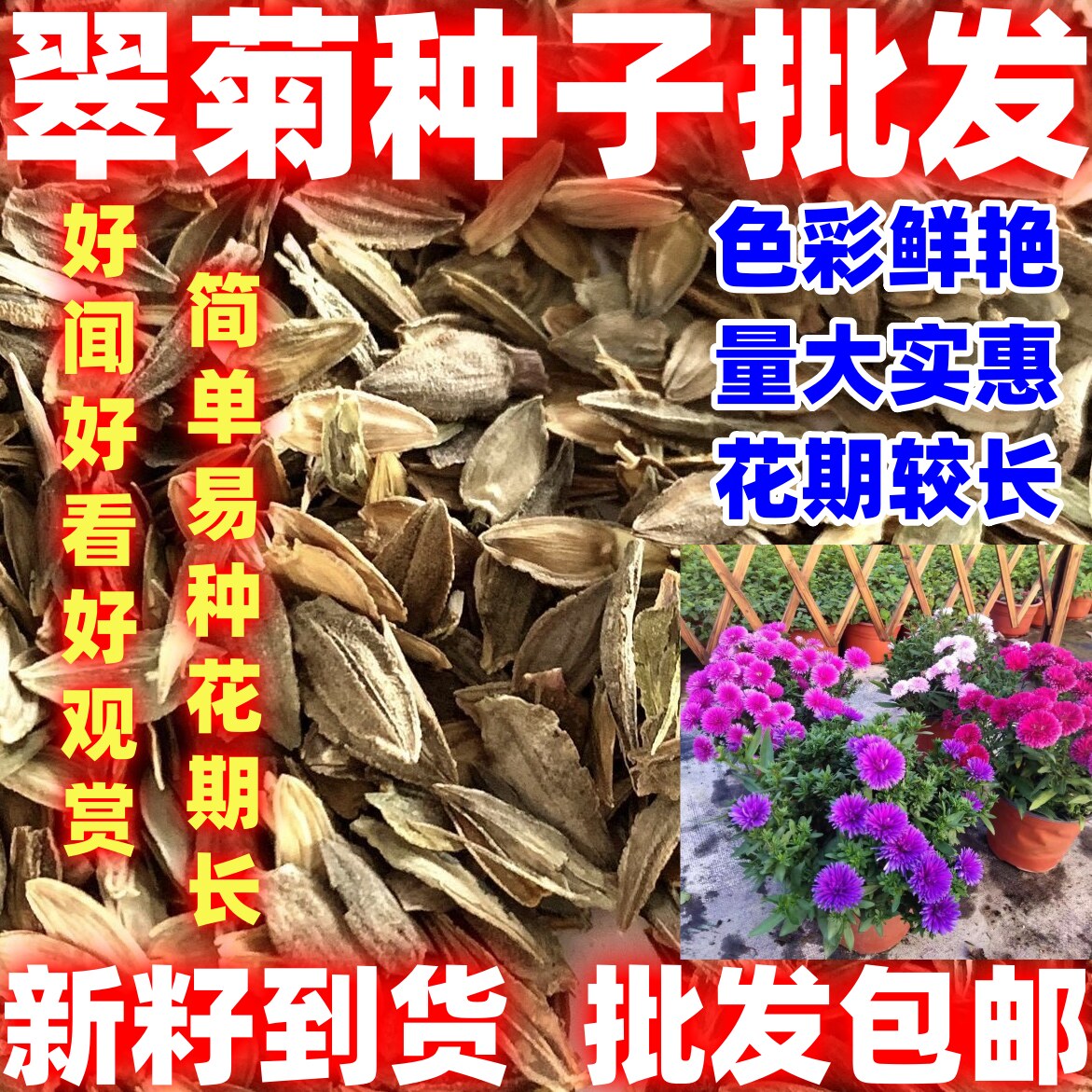 四季种植翠菊种子重瓣矮杆阳台庭院盆栽易活花草花卉菊花种子好种