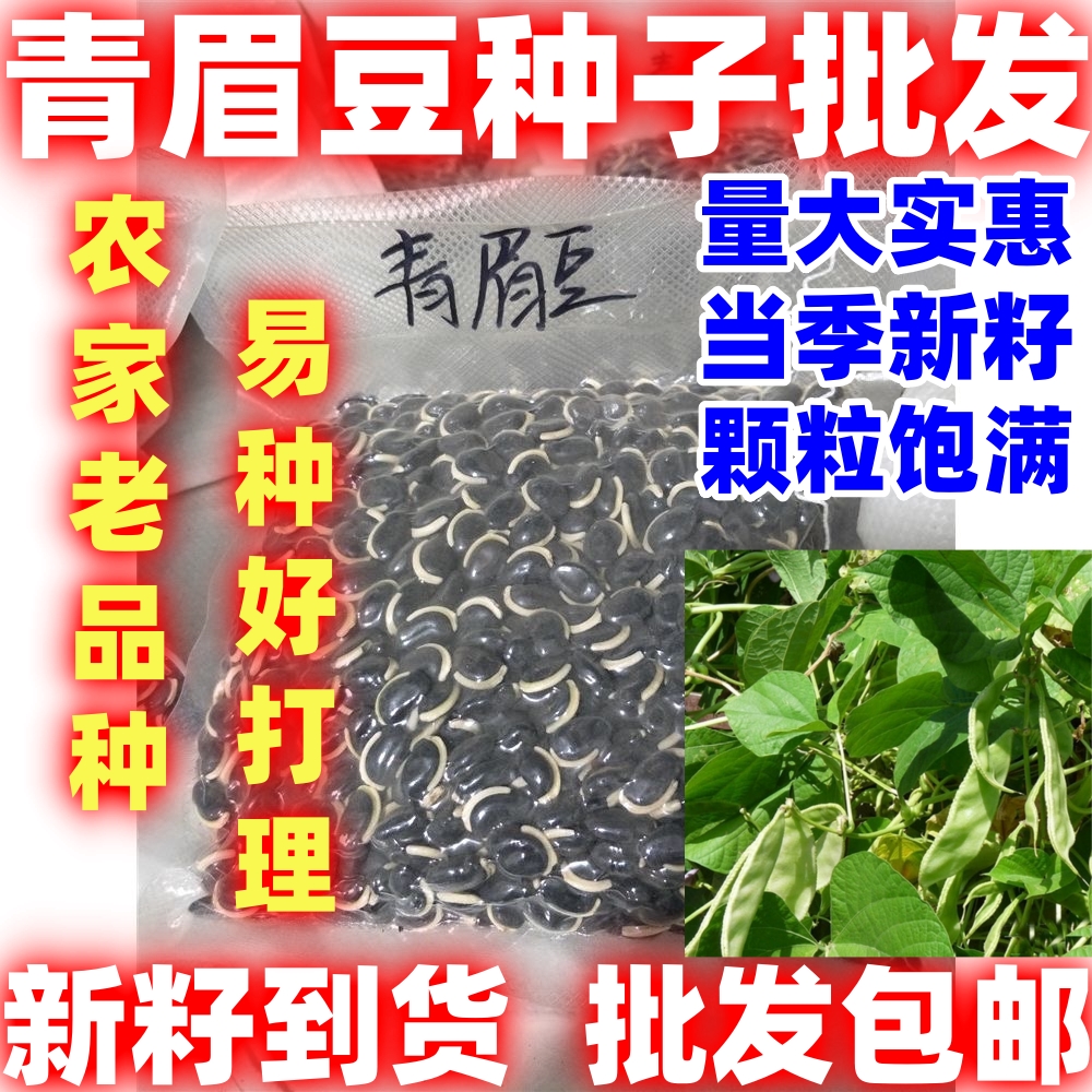 新籽宽扁青眉豆农家庭院爬藤植物豆角大肉绿眉豆猪耳朵绿扁豆蔬菜