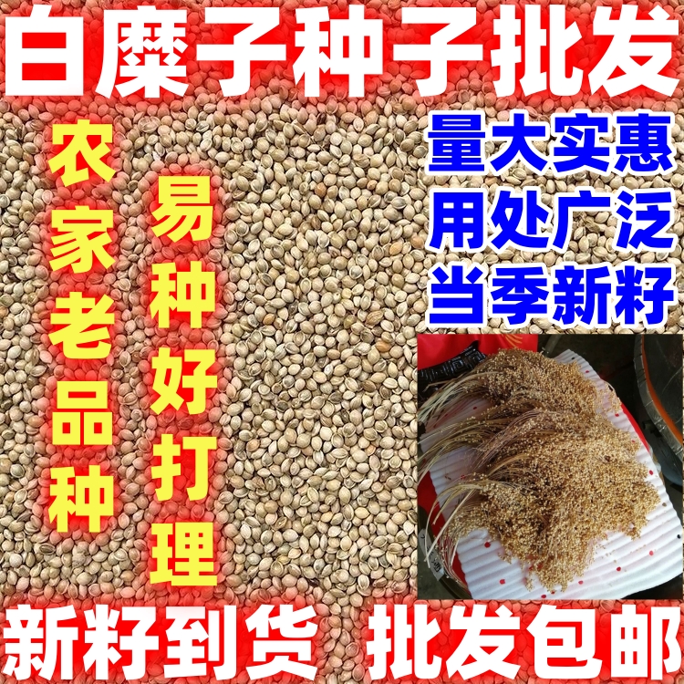 白糜子白黍子可种可喂鹦鹉粮虎皮玄凤牡丹带壳大黄米鸟粮饲料枕芯