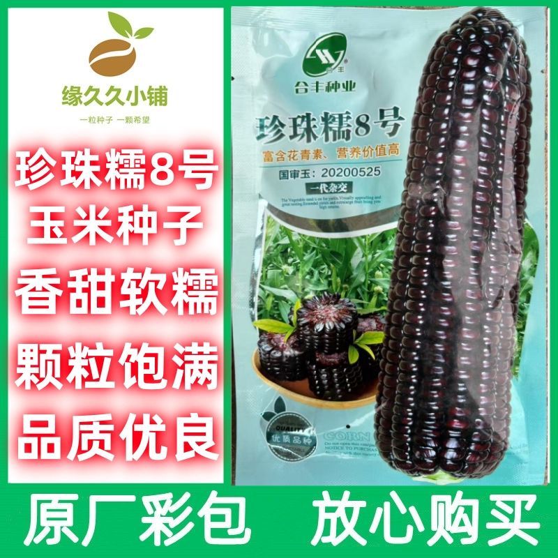 珍珠糯8号玉米种子香糯甜早熟黑珍珠软糯矮杆玉米种