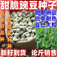 脆甜豌豆种子田园 阳台 家庭均可种蔬菜种子四季播种水果豌豆种子