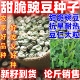 家庭均可种蔬菜种子四季 脆甜豌豆种子田园 阳台 播种水果豌豆种子
