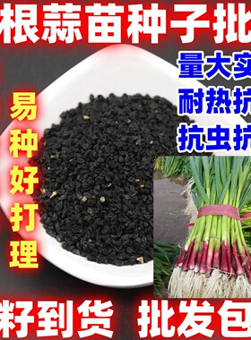红根蒜苗种子简单易种红根香蒜蒜苗一年四季连续均可种植蒜苗种籽