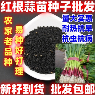 红根蒜苗种子简单易种红根香蒜蒜苗一年四季连续均可种植蒜苗种籽