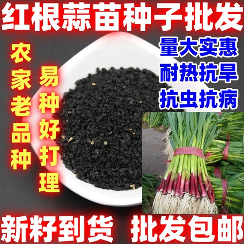 红根蒜苗种子简单易种红根香蒜蒜苗一年四季连续均可种植蒜苗种籽